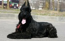 Питомник «Schone Hund (Шоне Хунд)» - фото