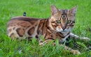 Питомник бенгальских кошек «ShinySilk (ШайниСилк)» - фото