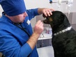 Ветеринарная клиника «Центр здоровья животных» - фото