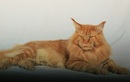 Питомник кошек породы мейн кун «Liger Cat (Лигр Кэт)» - фото
