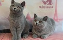 Питомник британских короткошерстных кошек «From Hanna (Фром Ханна)» - фото