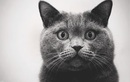 Питомник «La Murr Cat (Ля Мур Кэт)» - фото