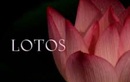 Парикмахерская «LOTOS (ЛОТОС)» - фото