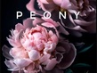 Логотип  Студия маникюрa Peony - фото лого