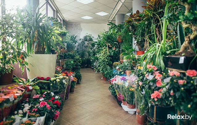 Планета Растений Интернет Магазин Каталог