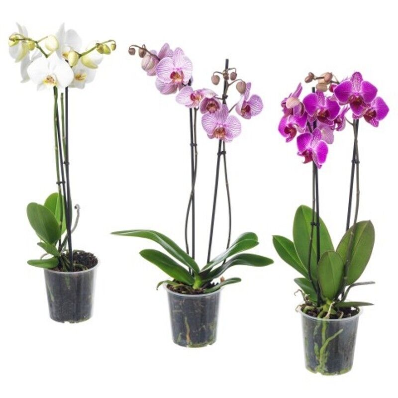 Купить Орхидея «Фаленопсис» Фурор в Минске – цены продавцов