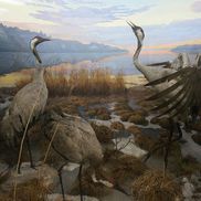 Музей природы и экологии - фото 1