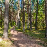 Чайка - фото 6