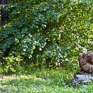 Совейки - фото 2