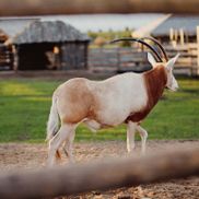 Парк животных - фото 4