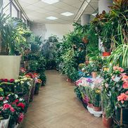 Планета цветов - фото 2