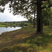 Птичь - фото 2