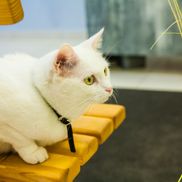 Музей кота - фото 2