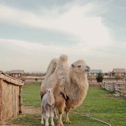 Парк животных - фото 6