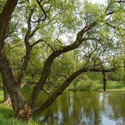 Вязынка - фото 2