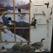 Музей природы и экологии - фото 3