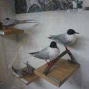 Музей природы и экологии - фото 2