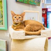 Музей кота - фото 4