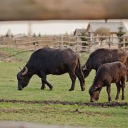 Парк животных - фото 5