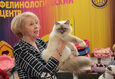 Международная выставка кошек «Мартовские котосмотрины 2024» 13