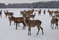 Сафари на оленей в национальном парке «Нарочанский» 7