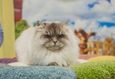 Международная выставка кошек «Большой Рождественский кубок Чемпионов». Супер-финал 2025 7