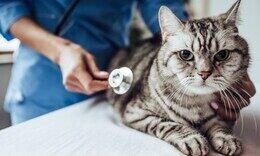 Скидка 25% на кастрацию и стерилизацию кошек