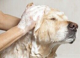 Скидка 10% на мытьё собак