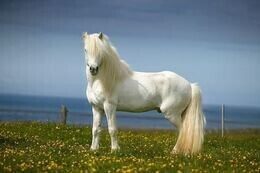 Акция «Белая лошадь»