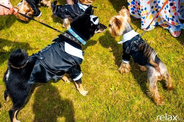 5 Лет журналу Pingouin, фото № 152