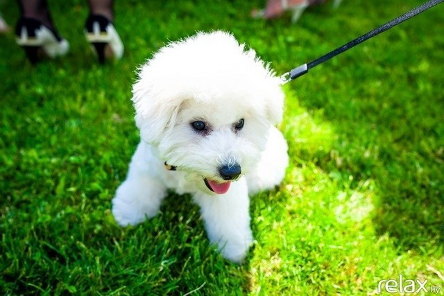 5 Лет журналу Pingouin, фото № 48