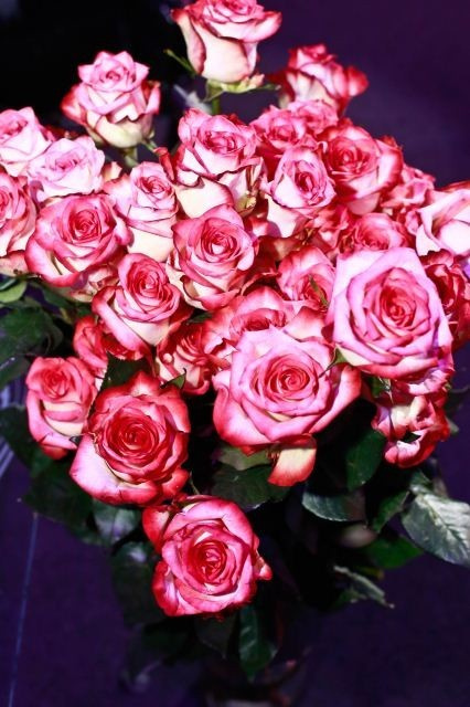 Звездная пятница, фото № 11