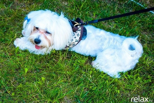 5 Лет журналу Pingouin, фото № 15