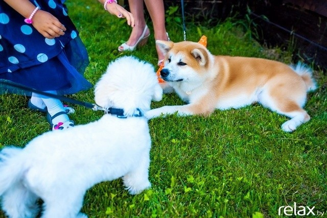 5 Лет журналу Pingouin, фото № 29