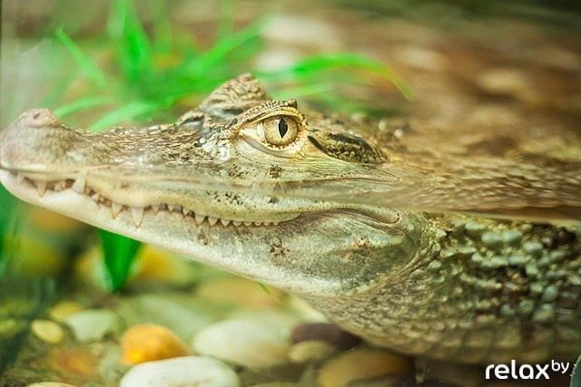 Взрослые игры, фото № 18