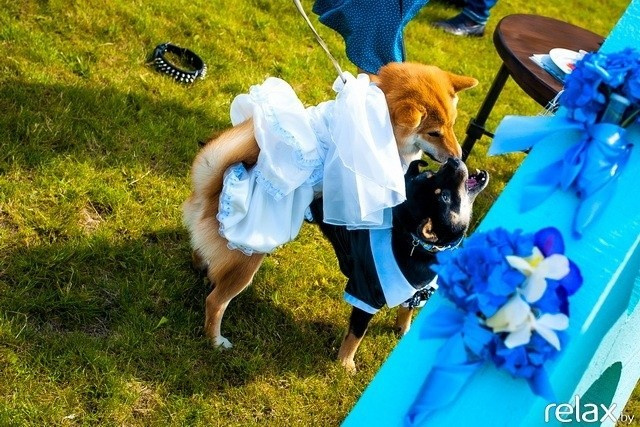 5 Лет журналу Pingouin, фото № 144