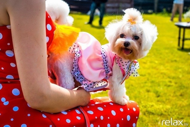 5 Лет журналу Pingouin, фото № 75