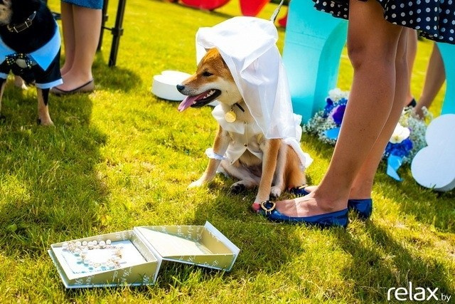 5 Лет журналу Pingouin, фото № 132