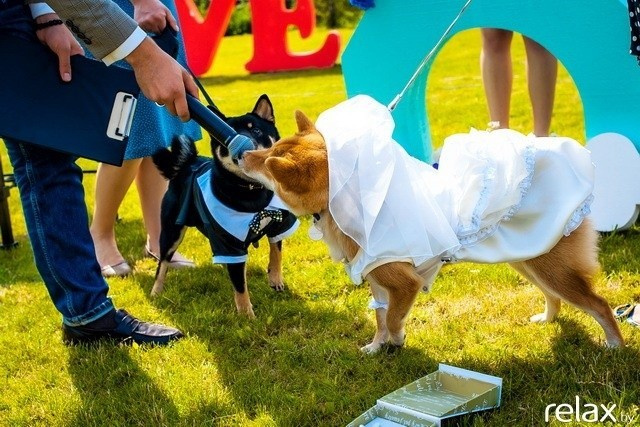 5 Лет журналу Pingouin, фото № 137