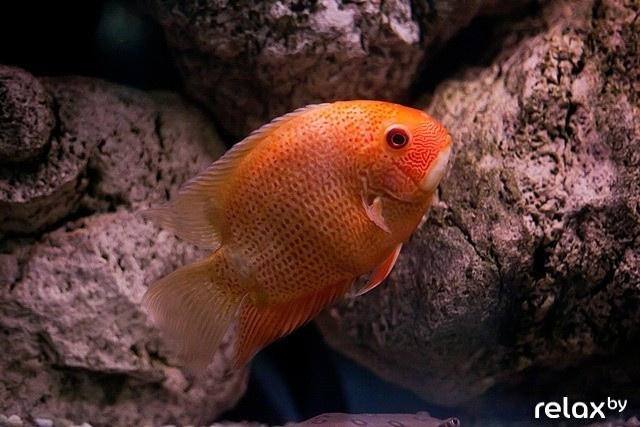 Вечеринкам Рыболтовер 2 года, фото № 16