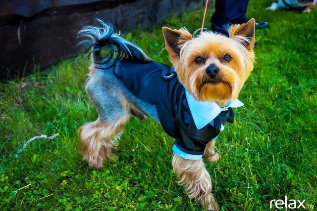 5 Лет журналу Pingouin, фото № 10