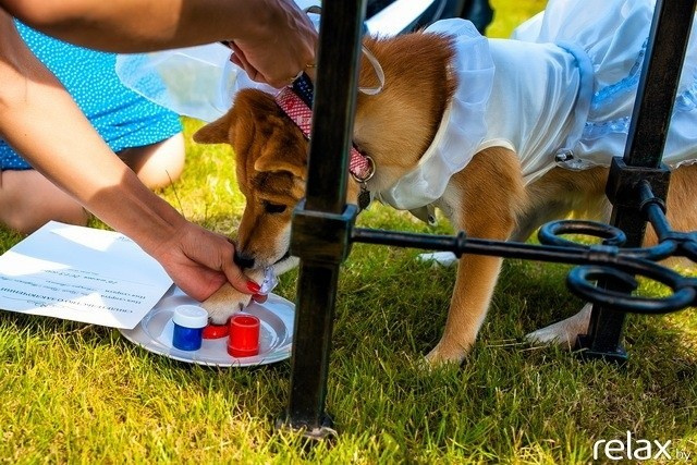 5 Лет журналу Pingouin, фото № 145