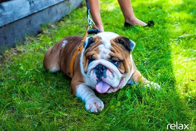 5 Лет журналу Pingouin, фото № 11