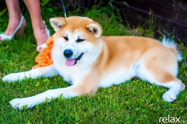 5 Лет журналу Pingouin, фото № 28