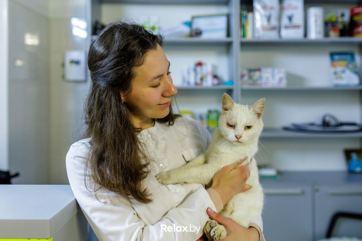 Ветеринарный импульс ветклиника Гродно – отзывы, адреса и телефоны