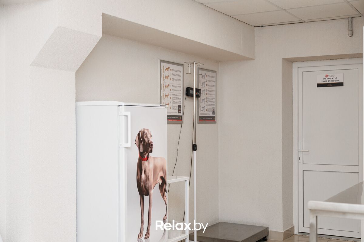 Интерьер Ветклиника «PET’S HEALTH (ПЕТС ХЕЛС)» - фото 7860658