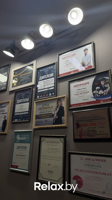 Галерея Студия груминга Dog and Cat (Дог энд Кэт) - фото 7866955