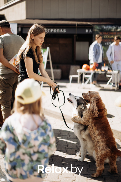 Акция Пушистого Добра, фото № 24