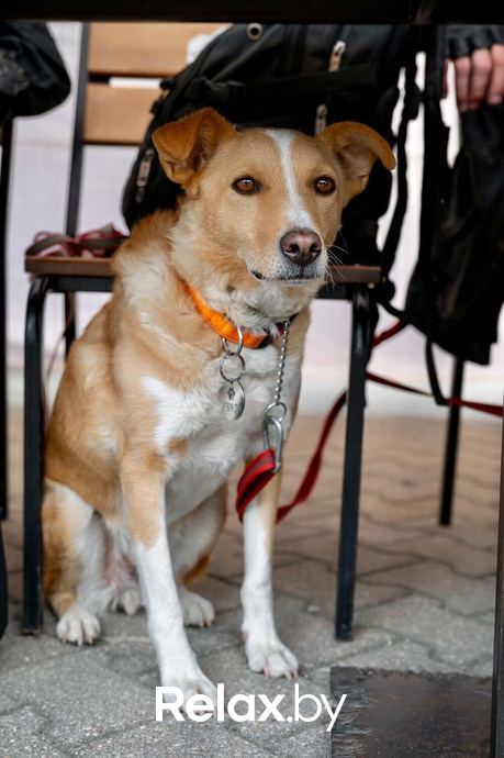 Акция пушистого добра, фото № 49