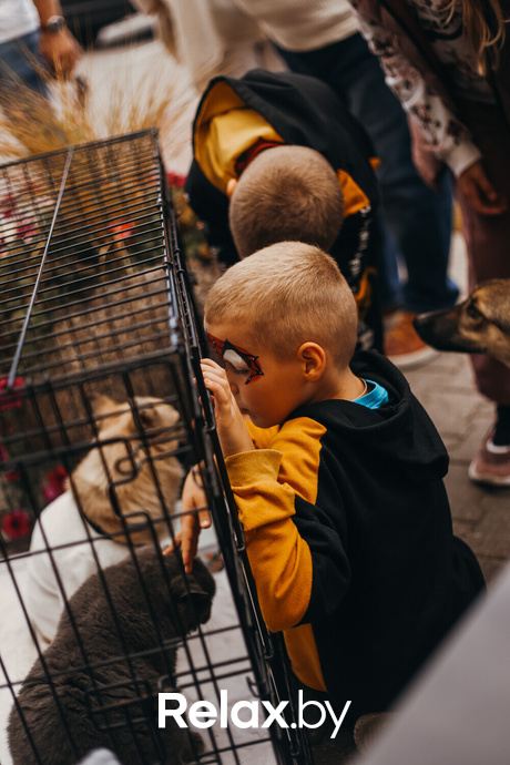 Акция Пушистого Добра, фото № 163